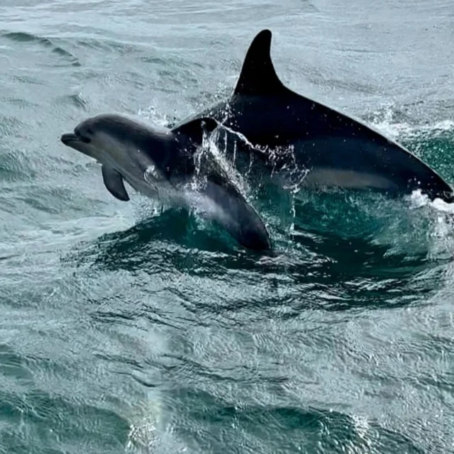 Our lovely guests last week had a fabulous week of seeing dolphins @torquaywatersports, paddle boarding @cafe_rio_sup_kayak_hire and coasteering @rock_solid_coast and all within 2 miles of @maidensea_house 😎😎#dolphins 
#paddleboarding
#coasteering
#sleeps16
#familyholidays